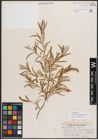 Foto von Salix exigua subsp. interior (Rowlee) Cronquist